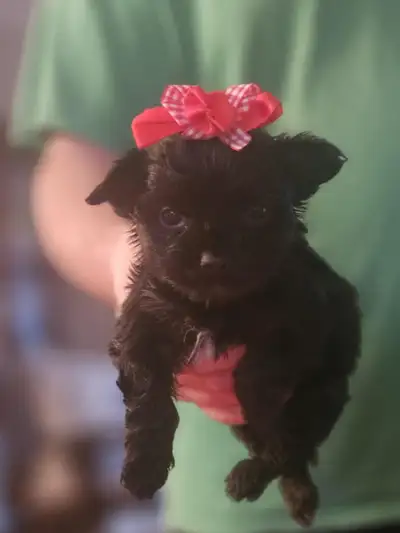 PUREBRED QUALITY YORKIES by Registered and experienced breeder, View more