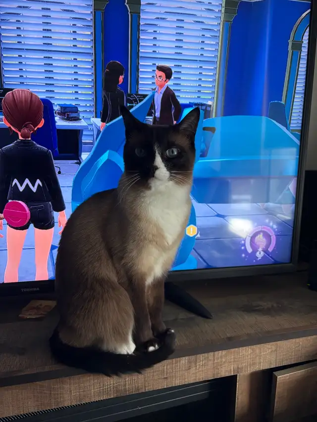 Ragdoll and Siamese Cat