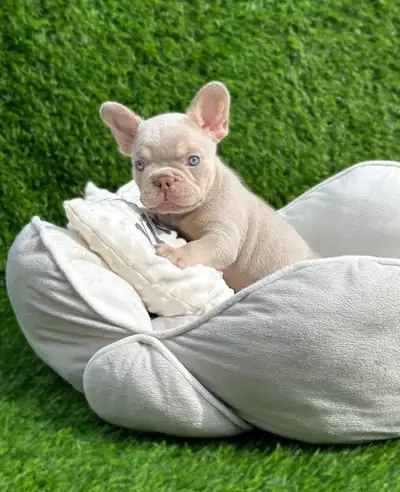 Silver Purple metallic -rare & prestigious French Bulldog colour, View more