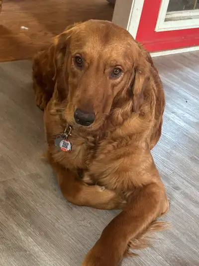Hello good evening golden retrievers red The parents are both DNA tested and genetic tested confirme...