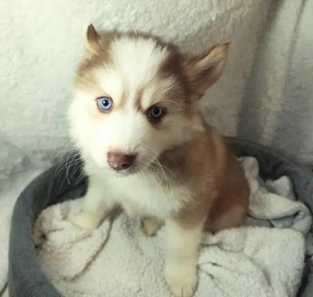 F4 Pomsky Puppies! Ready Now!! in Dogs & Puppies for Rehoming in Norfolk County - Image 6