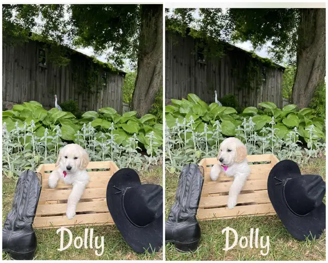 ALL PUPPIES NOW HAVE HOMES Golden Retriever Puppies  Yeee Hawww! in Dogs & Puppies for Rehoming in Kitchener / Waterloo - Image 5