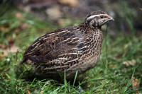 coturnix quail 3 months old + laying 25$ ea