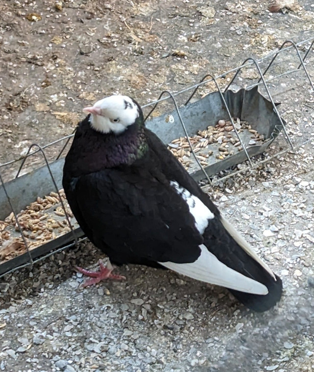 AMERICAN SHOW ROLLER PIGEONS in Birds for Rehoming in Chilliwack - Image 2