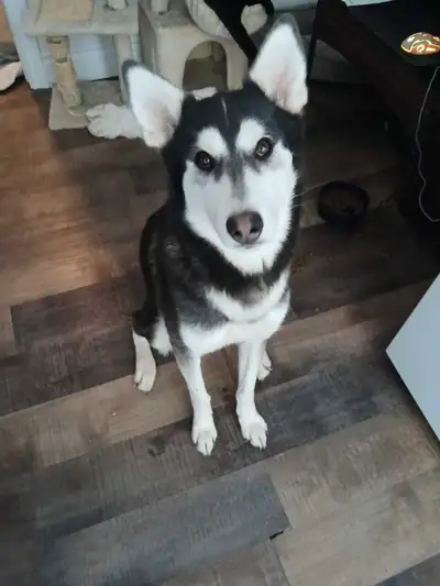 Apollo is looking for a new home, View more