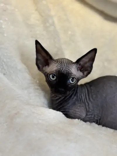 BAMBINO KITTEN, View more