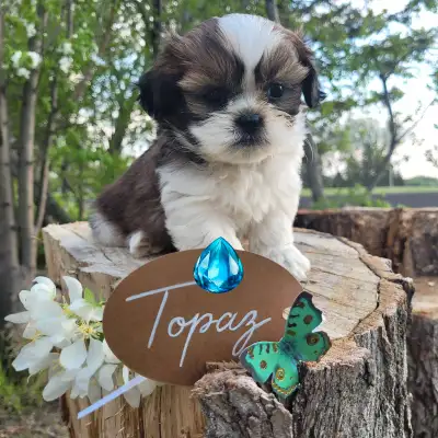 Welcome to Lenas Shih tzus. Meet our Gems! Topaz Jade - reserved Opal - Sold Emerald - Sold Sapphire...