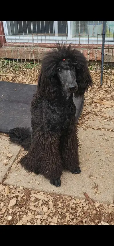 Started Standard Poodle Male, View more