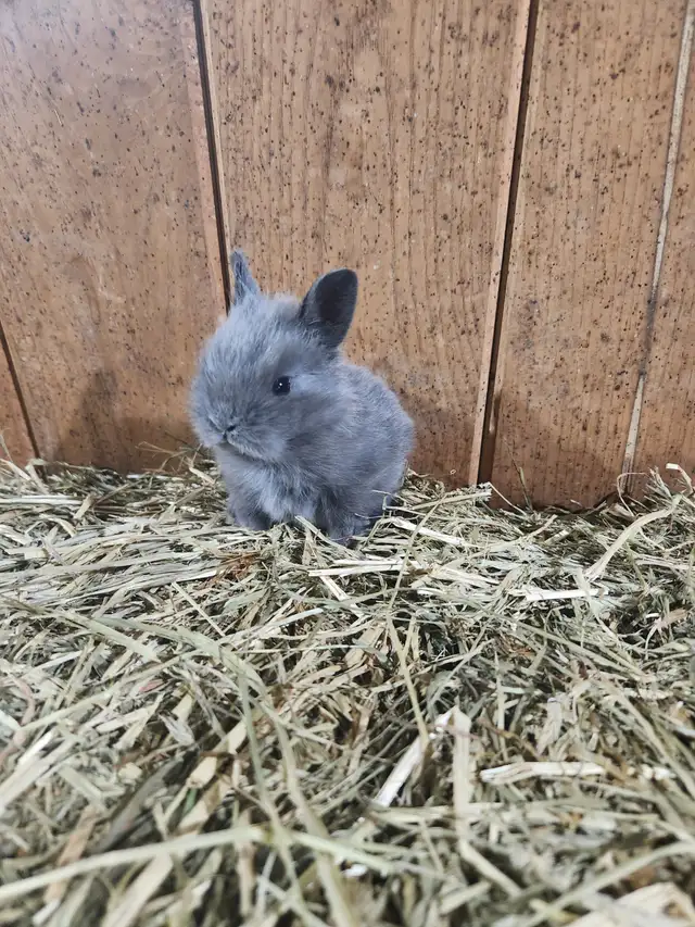 3 male dwarf lionhead bunnies! in Small Animals for Rehoming in Barrie - Image 4