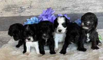 cockapoo puppies( mini), View more