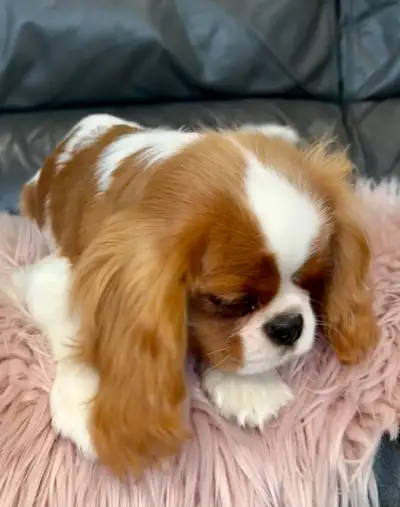 Mini Girl Cavalier King Charles Spaniel -European registered, View more