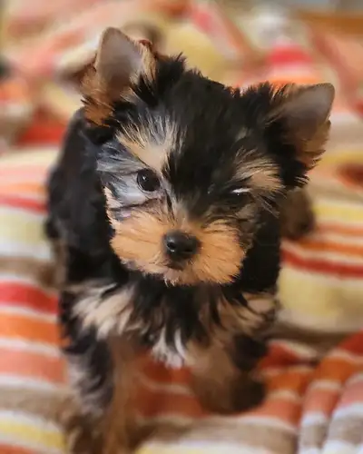 Yorkshire Terriers enreg. CKC, View more