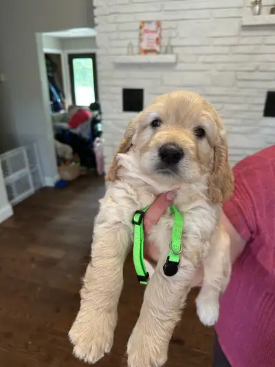 Goldendoodle  Puppies, View more