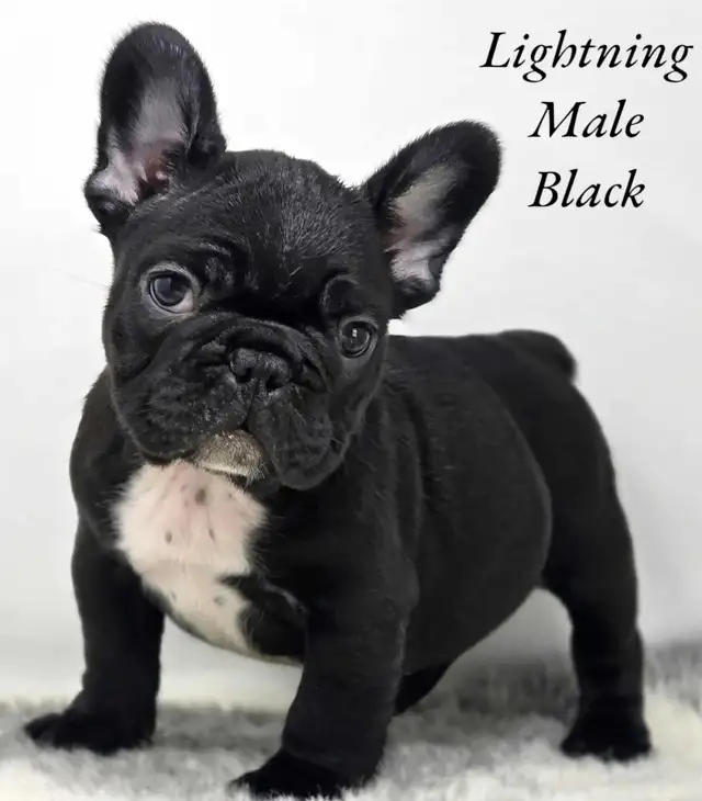 FRENCH BULLDOG PUPPIES CKC REG in Dogs & Puppies for Rehoming in Edmonton - Image 5