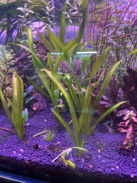 Jungle Val tall grass aquarium plant