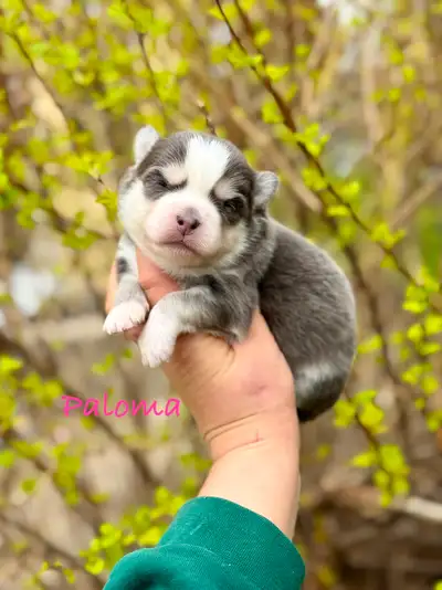 Toy and Standard Sized Pomsky Puppies!, View more