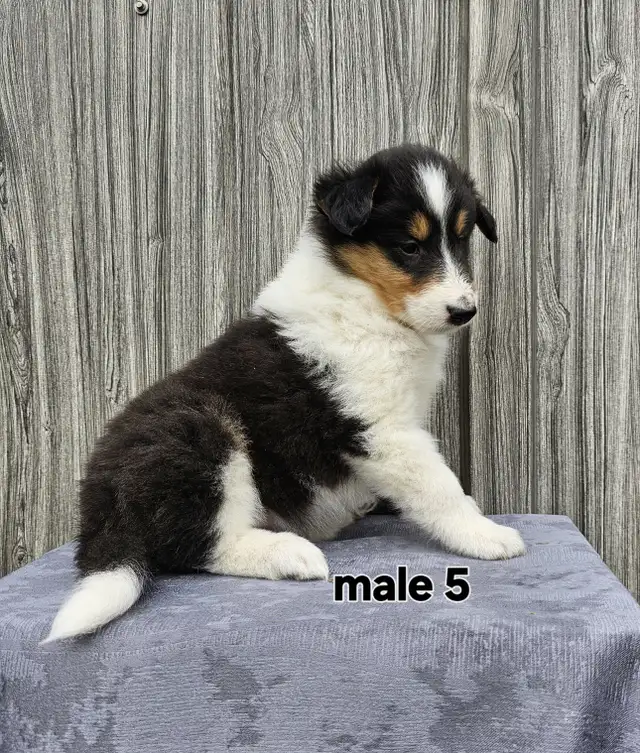 Scotch Collie puppies in Dogs & Puppies for Rehoming in Chatham-Kent - Image 6