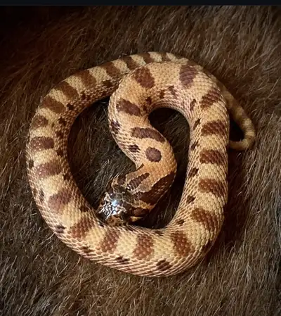 Male Sable Conda Het Albino Poss het ax/toffee Hognose snake, View more