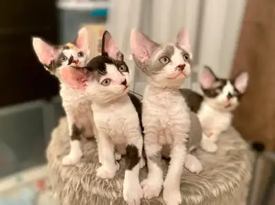 Trilliumdrx WAITLIST for Devon Rex kittens, View more