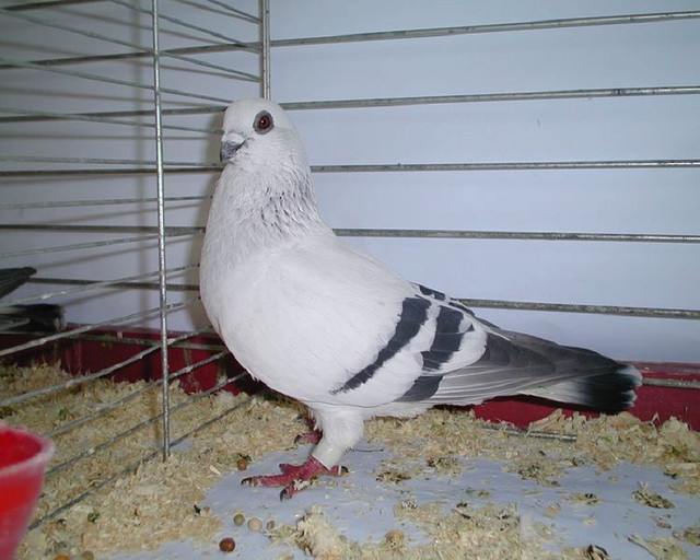 recherch pigeon damascen dans Oiseaux à adopter  à Thetford Mines