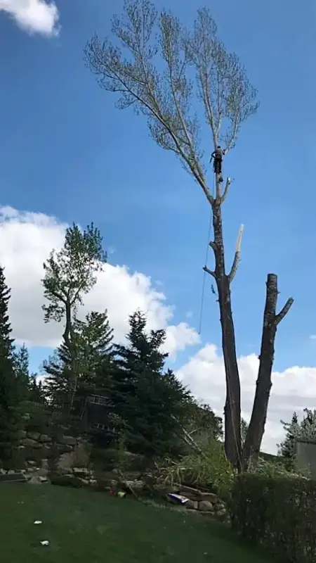hooch tree removal628637166205471214