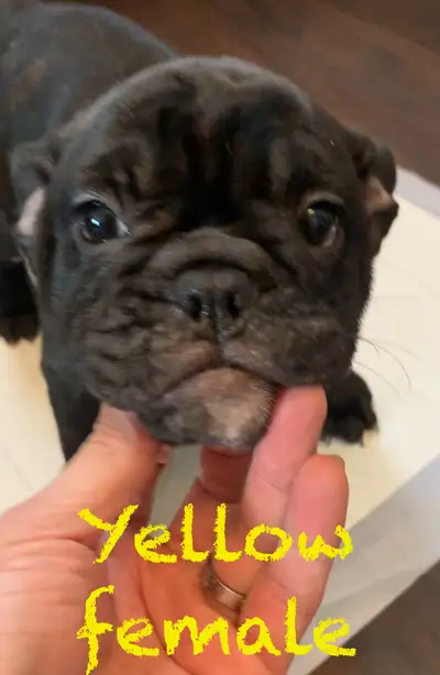 READY TO GO!!! SERIOUS INQUIRY ONLY PLEASE !!!! Check them on video…. 1 cute pup remaining!!!!!mini-...