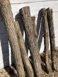 Wanted: Fresh Cut Oak Logs
