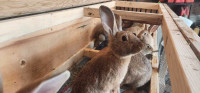 Flemish Giants and New Zealand mix breed rabbits