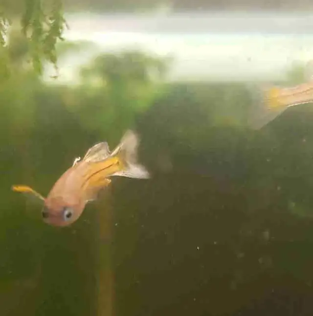 spotted blue eye rainbowfish in Fish for Rehoming in Kitchener / Waterloo - Image 3