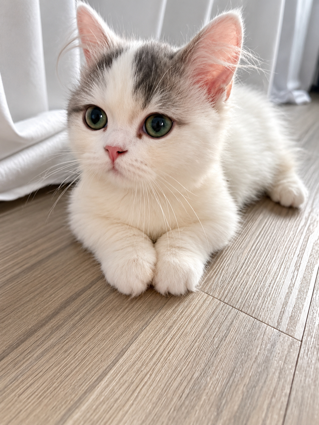 Napoleon Female kitten for sale in Cats & Kittens for Rehoming in Richmond - Image 8
