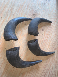 Bison/ Buffalo horn caps 