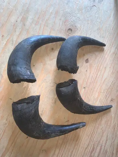 Many assorted horn caps for sale. Perfect for Euro mounts, carving, painting, black powder horns or...