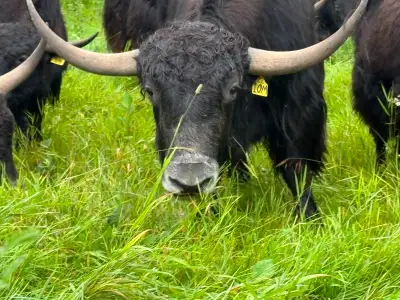 Yak Heads/Skulls, View more