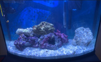 35 Gallon Bow Front Complete Marine system