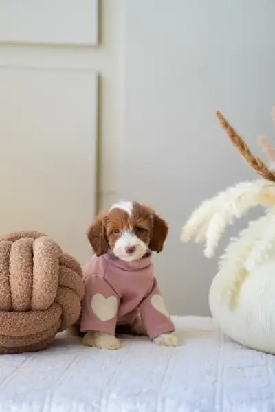 Adorable Mini Goldendoodles puppies for Loving Homes, View more
