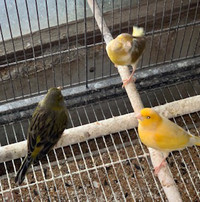 !!CANARIES FOR SALE!!