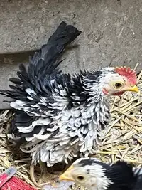 Serama roosters 