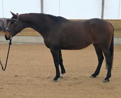 warmblood broodmare, View more