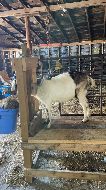 Male goat kids alpine boer in Livestock in Regina - Image 4