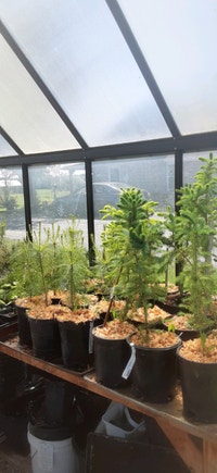 Evergreen seedlings. Cedar spruce fir and pine