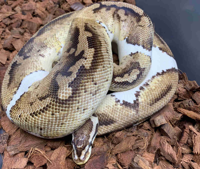 Proven Breeder Female Pastel Pied Ball Python  in Reptiles & Amphibians for Rehoming in Mississauga / Peel Region