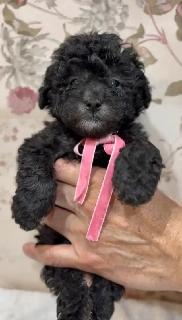 CKC registered gray/silver tiny toy poodle in Dogs & Puppies for Rehoming in Markham / York Region - Image 8