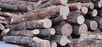 Oak and ash logs for fo log furniture or carving.