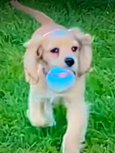 cocker spaniel puppy , View more