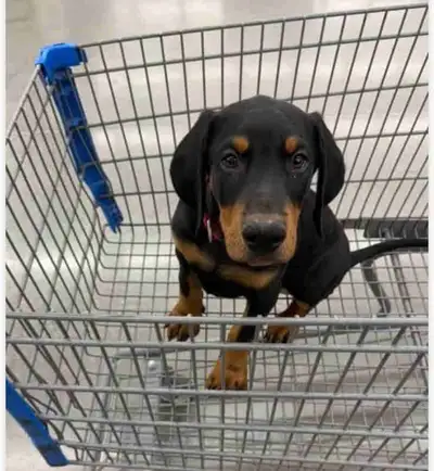 Doberman Puppy - Rehome, View more