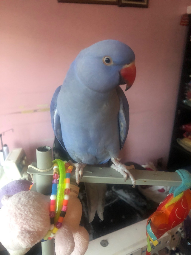 Missing bird lost pet Dundas and Dixie reward  in Lost & Found in Mississauga / Peel Region - Image 3