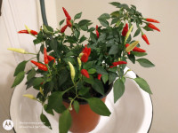 20 Seeds Hot Chili Pepper Fire Texas Star FREE SHIPPING