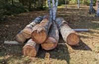White Pine Logs For Sale