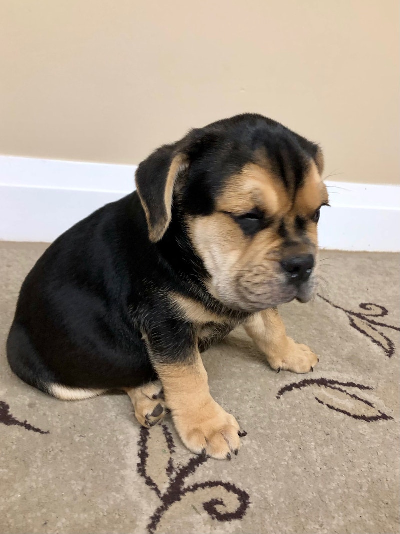 Mini Bulldog Dogs & Puppies for Rehoming Mississauga / Peel Region