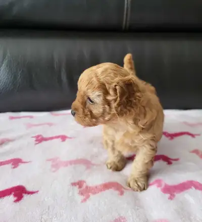 Chiot caniche (poodle )miniature couleur abricot, View more